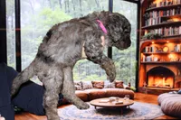Female 4, a female Poodle - Standard  for sale in Malibu, CA – 2 of 4