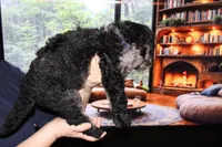 Female 3, a female Poodle - Standard  for sale in Malibu, CA – 3 of 3