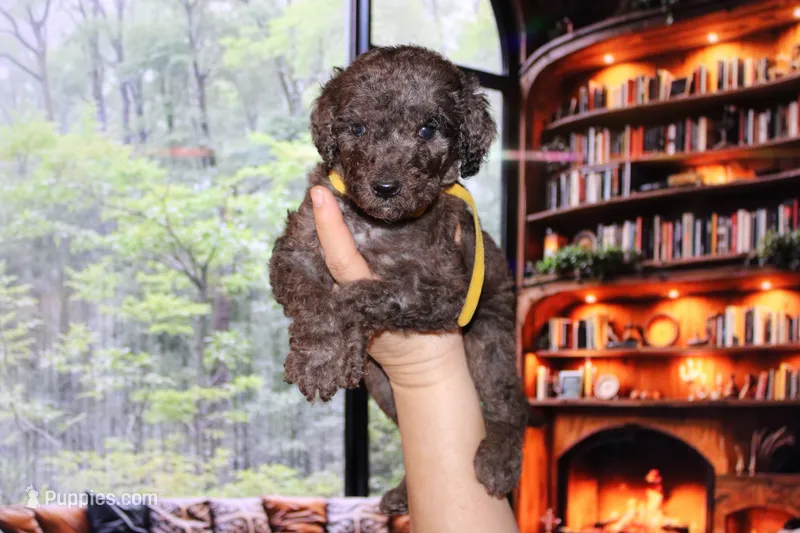 Female 2 – Poodle - Standard  puppy for sale in Malibu, CA
