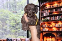 Female 2, a female Poodle - Standard  for sale in Malibu, CA – 1 of 4