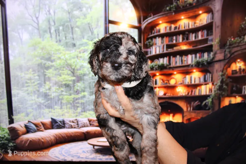 Female 1 – Poodle - Standard  puppy for sale in Malibu, CA