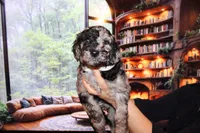 Female 1, a female Poodle - Standard  for sale in Malibu, CA – 1 of 5