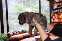 Female 4, a female Poodle - Standard  for sale in Malibu, CA – 3 of 4