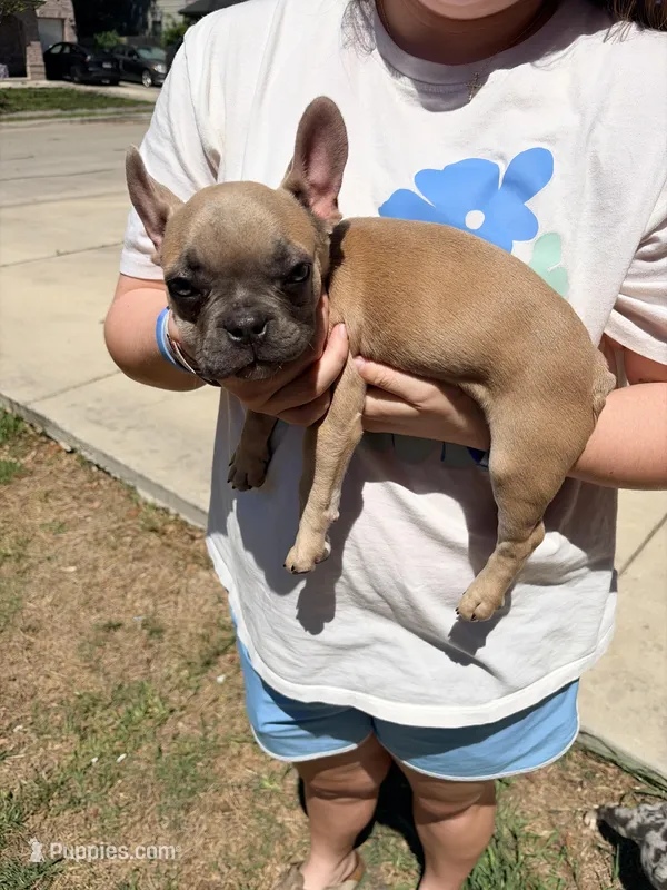 Lucky – French Bulldog puppy for sale in New Braunfels, TX