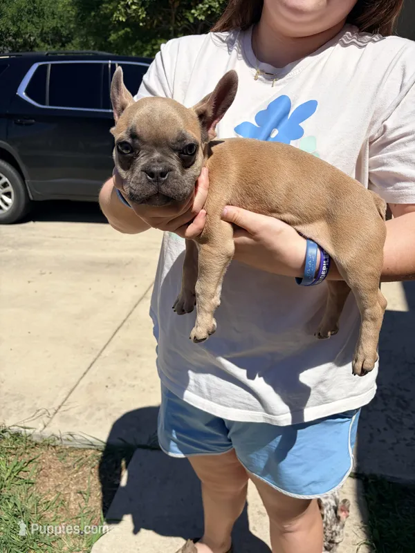 Blue – French Bulldog puppy for sale in New Braunfels, TX