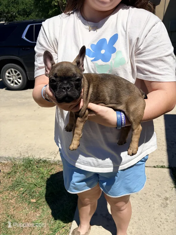 Coco – French Bulldog puppy for sale in New Braunfels, TX