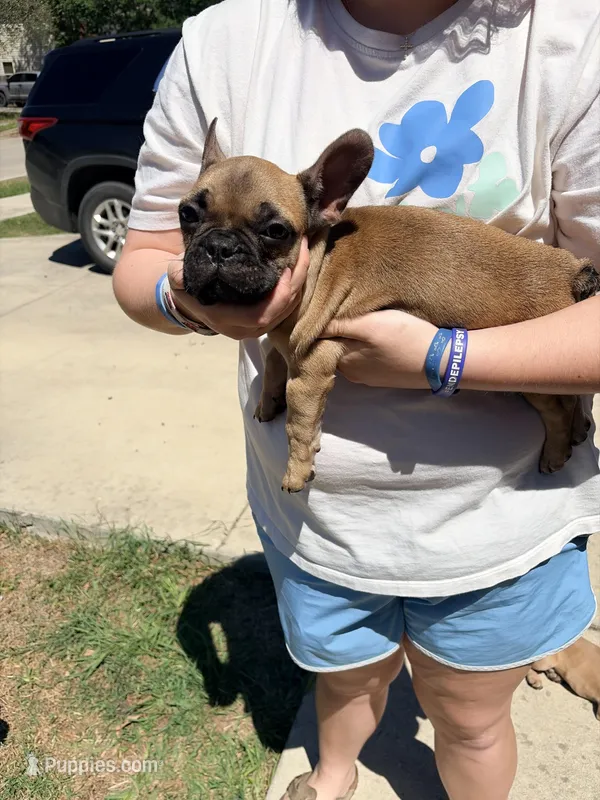 Brown Boy – French Bulldog puppy for sale in New Braunfels, TX