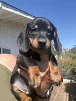 Sully, a male Miniature Dachshund for sale in Moss Landing, CA – 7 of 7
