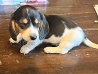 Jersey Willy , a male Miniature Dachshund for sale in Moss Landing, CA – 5 of 5