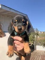 Steve, a male Miniature Dachshund for sale in Moss Landing, CA – 2 of 7