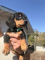 Steve, a male Miniature Dachshund for sale in Moss Landing, CA – 3 of 7
