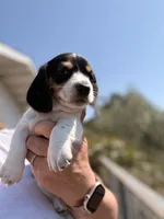 Jersey Willy , a male Miniature Dachshund for sale in Moss Landing, CA – 3 of 5
