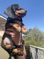 Sully, a male Miniature Dachshund for sale in Moss Landing, CA – 1 of 7