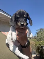 Stentson, a male Miniature Dachshund for sale in Moss Landing, CA – 3 of 8