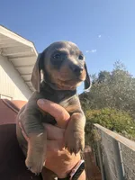 Steely , a female Miniature Dachshund for sale in Moss Landing, CA – 2 of 9