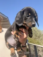 Holly Fern , a female Miniature Dachshund for sale in Moss Landing, CA – 7 of 7