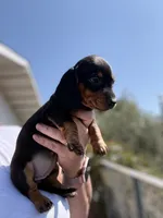Wrinkles, a female Miniature Dachshund for sale in Moss Landing, CA – 4 of 5