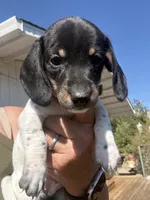 Stentson, a male Miniature Dachshund for sale in Moss Landing, CA – 7 of 8