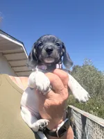  Lily Rose, a female Miniature Dachshund for sale in Moss Landing, CA – 2 of 6