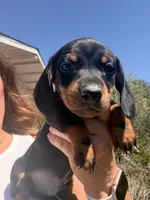 Billy Bob , a male Miniature Dachshund for sale in Moss Landing, CA – 2 of 5