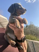 Steely , a female Miniature Dachshund for sale in Moss Landing, CA – 8 of 9