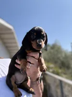 Wrinkles, a female Miniature Dachshund for sale in Moss Landing, CA – 5 of 5