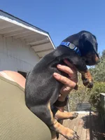 Sully, a male Miniature Dachshund for sale in Moss Landing, CA – 6 of 7