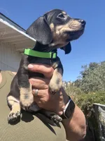 Shooky, a male Miniature Dachshund for sale in Moss Landing, CA – 3 of 6