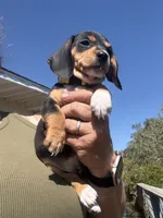 Violet Rose , a female Miniature Dachshund for sale in Moss Landing, CA – 2 of 7
