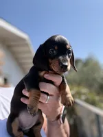 Wrinkles, a female Miniature Dachshund for sale in Moss Landing, CA – 3 of 5