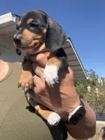 Violet Rose , a female Miniature Dachshund for sale in Moss Landing, CA – 5 of 7