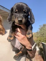Holly Fern , a female Miniature Dachshund for sale in Moss Landing, CA – 4 of 7