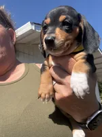 Violet Rose , a female Miniature Dachshund for sale in Moss Landing, CA – 4 of 7