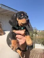 Steve, a male Miniature Dachshund for sale in Moss Landing, CA – 4 of 7