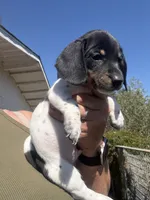 Stentson, a male Miniature Dachshund for sale in Moss Landing, CA – 2 of 8
