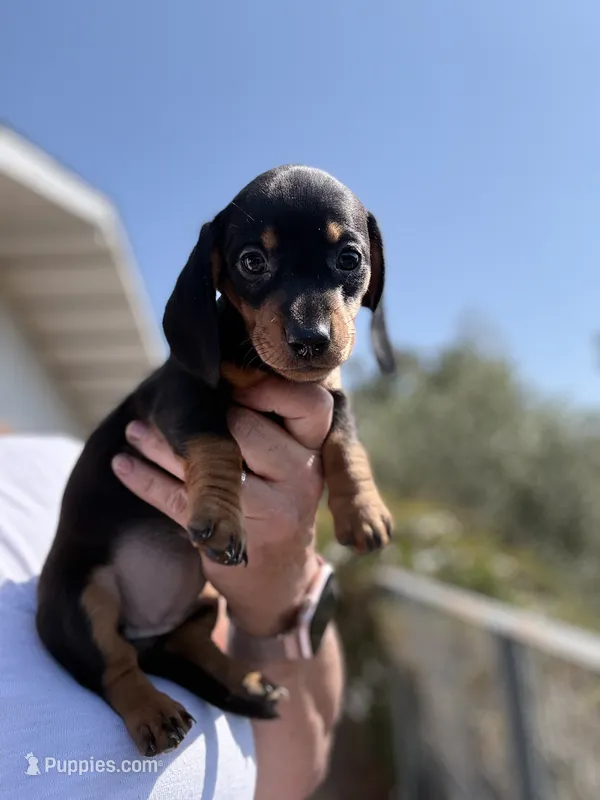 Wrinkles – Miniature Dachshund puppy for sale in Moss Landing, CA