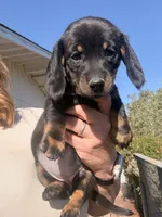 Holly Fern , a female Miniature Dachshund for sale in Moss Landing, CA – 5 of 7
