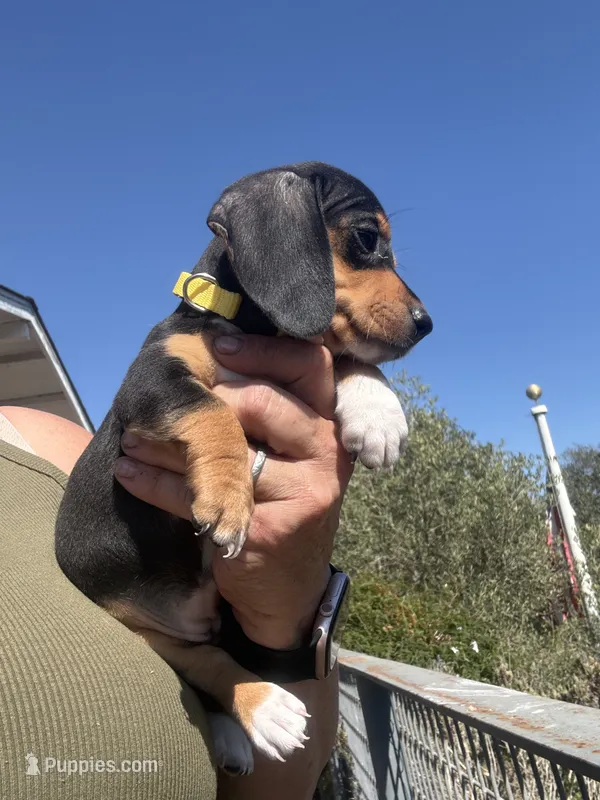 Violet Rose  – Miniature Dachshund puppy for sale in Moss Landing, CA