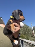 Violet Rose , a female Miniature Dachshund for sale in Moss Landing, CA – 1 of 7