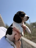 Jersey Willy , a male Miniature Dachshund for sale in Moss Landing, CA – 4 of 5