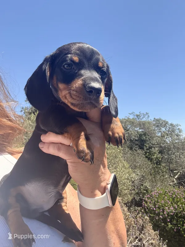 Billy Bob  – Miniature Dachshund puppy for sale in Moss Landing, CA