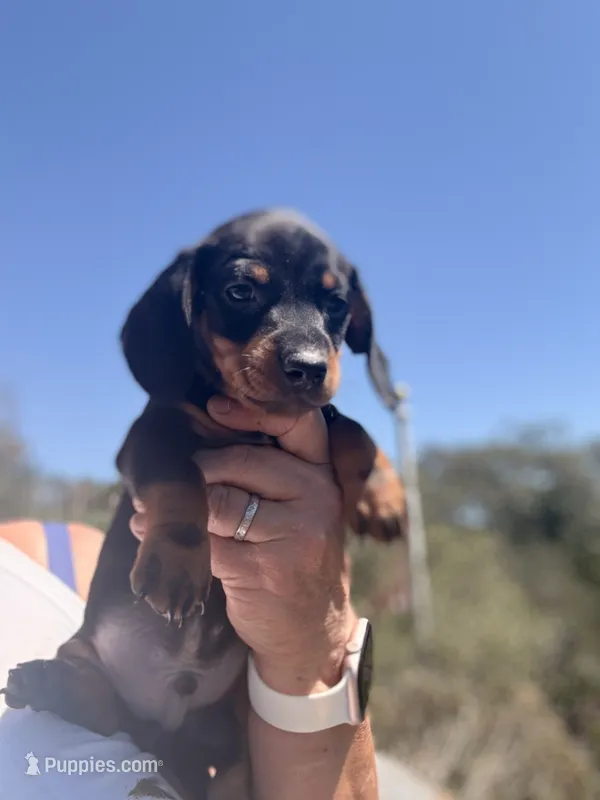 Banjo  – Miniature Dachshund puppy on hold in Moss Landing, CA