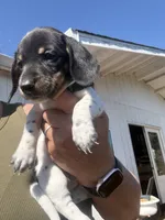 Stentson, a male Miniature Dachshund for sale in Moss Landing, CA – 8 of 8