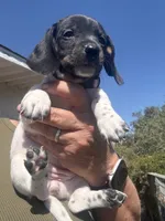  Lily Rose, a female Miniature Dachshund for sale in Moss Landing, CA – 4 of 6