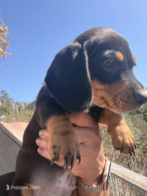 Buster  – Miniature Dachshund puppy for sale in Moss Landing, CA