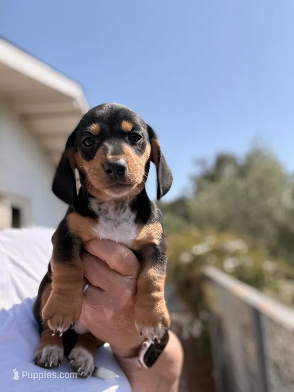 Winston  – Miniature Dachshund puppy for sale in Moss Landing, CA