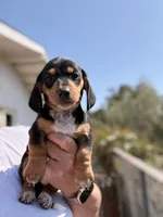 Winston , a male Miniature Dachshund for sale in Moss Landing, CA – 1 of 5