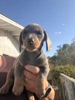 Steely , a female Miniature Dachshund for sale in Moss Landing, CA – 5 of 9