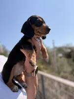 Winston , a male Miniature Dachshund for sale in Moss Landing, CA – 3 of 5