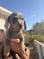 Steely , a female Miniature Dachshund for sale in Moss Landing, CA – 7 of 9